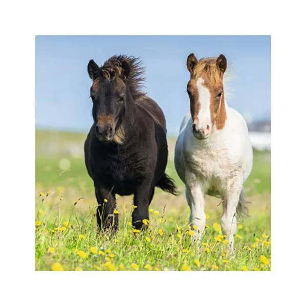 3 PUZZLES DE 49 PIECES ADORABLES PONEYS