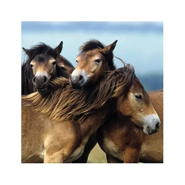 3 PUZZLES DE 49 PIECES ADORABLES PONEYS