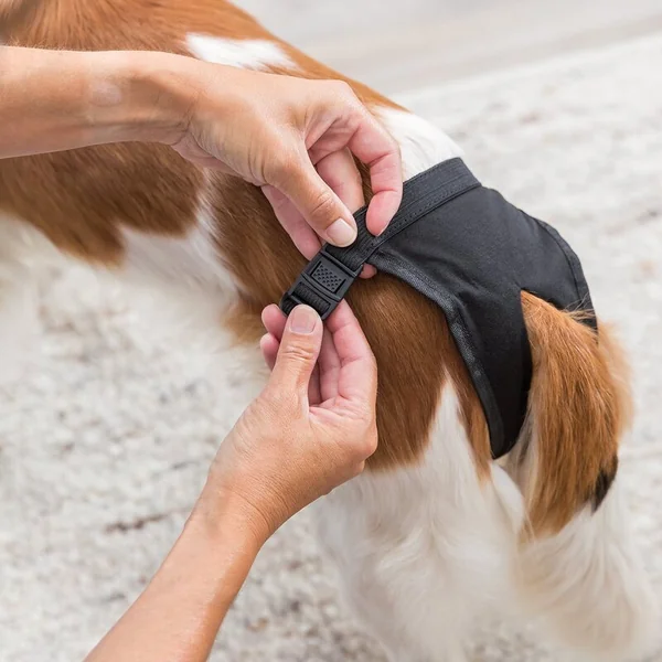 Culottes Trixie pour chaleurs DeLuxe 20-25cm, XS