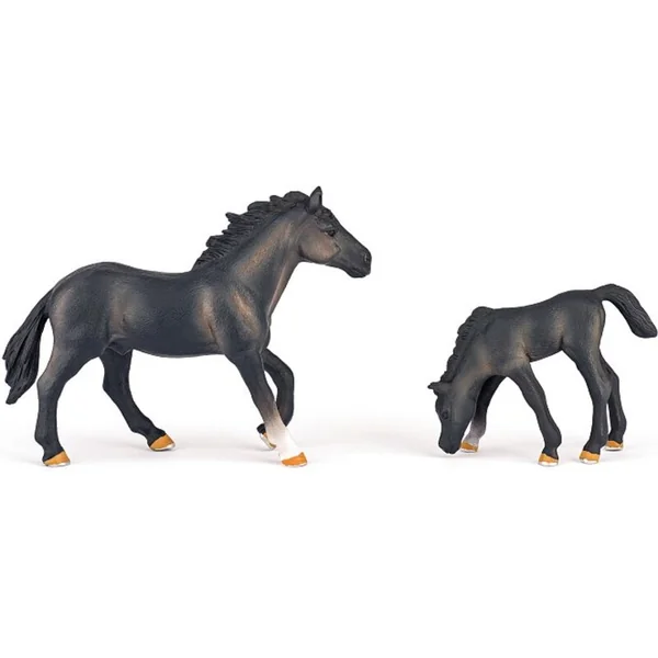 Ensemble de chevaux avec un lipizzan