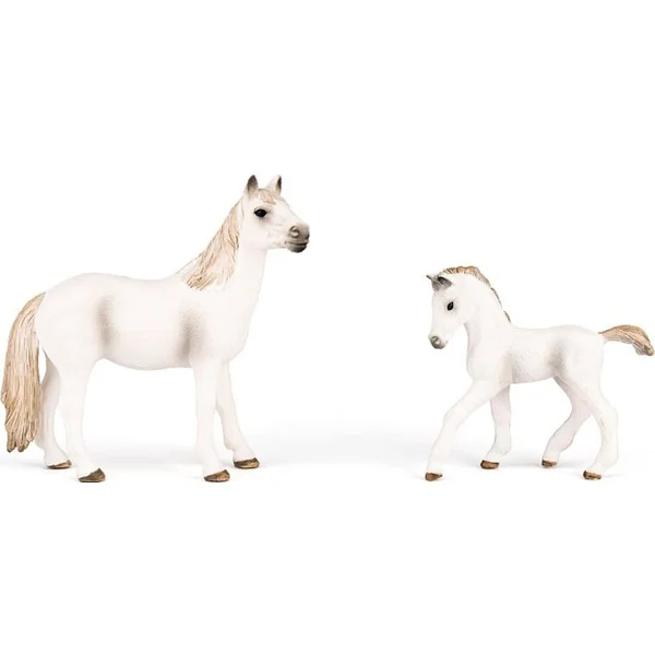 Ensemble de chevaux avec un lipizzan