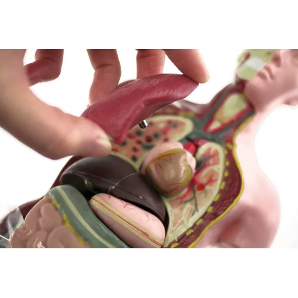 HELLO MAESTRO - DECOUVRE LE CORPS HUMAIN - IL ETAIT UNE FOIS AVEC HELLO MAESTRO