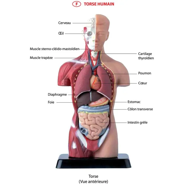 HELLO MAESTRO - DECOUVRE LE CORPS HUMAIN - IL ETAIT UNE FOIS AVEC HELLO MAESTRO