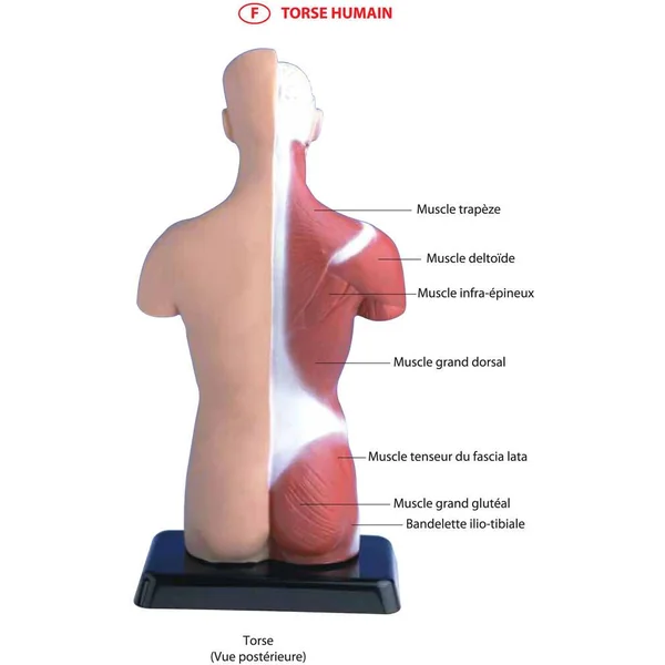 HELLO MAESTRO - DECOUVRE LE CORPS HUMAIN - IL ETAIT UNE FOIS AVEC HELLO MAESTRO