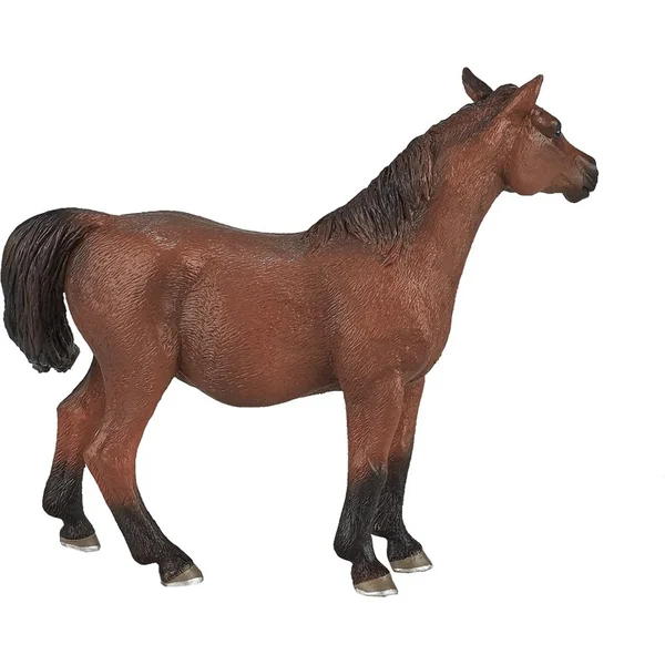 Ma jument arabe gestante