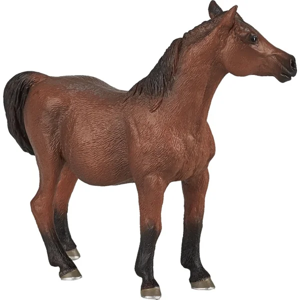 Ma jument arabe gestante