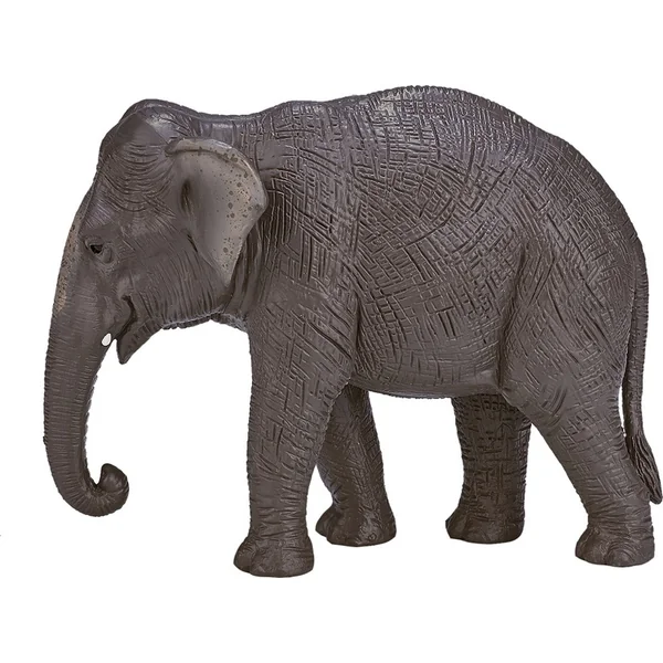 Mon éléphant indien