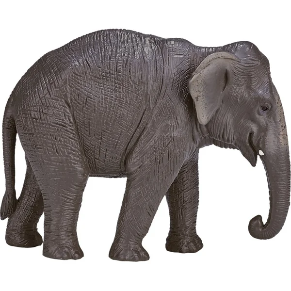 Mon éléphant indien