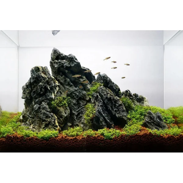 Pierre Dark Seiryu MIX carton 10kg