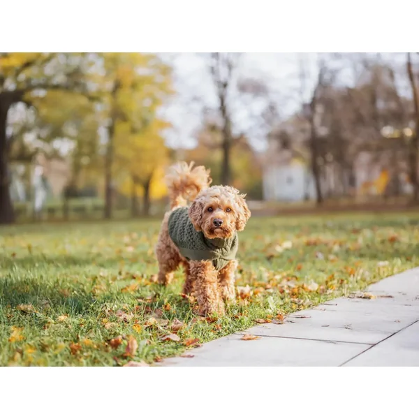 Pull Trixie Norwood, XXS, vert olive, 18 cm