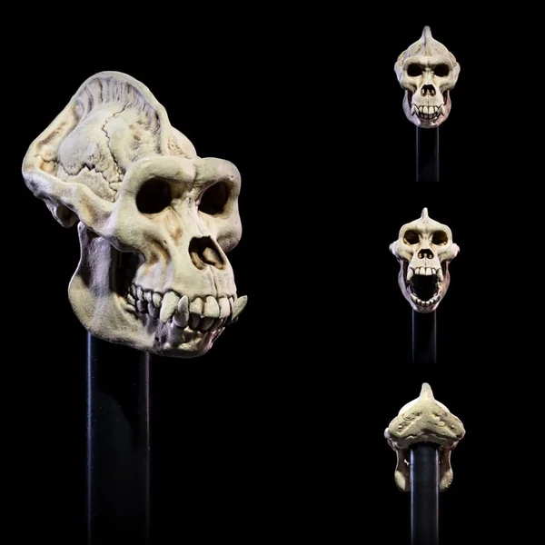 Undead Heads Pack accessoires pour figurines Mythic Legions All Stars 6 Four Horsemen