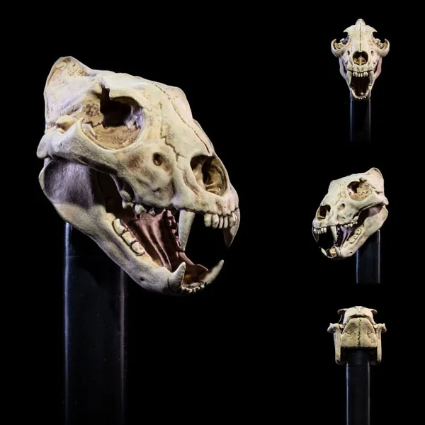 Undead Heads Pack accessoires pour figurines Mythic Legions All Stars 6 Four Horsemen