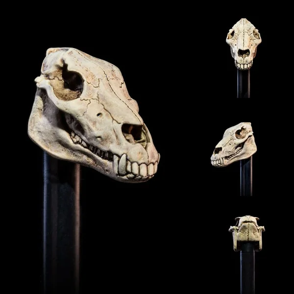 Undead Heads Pack accessoires pour figurines Mythic Legions All Stars 6 Four Horsemen