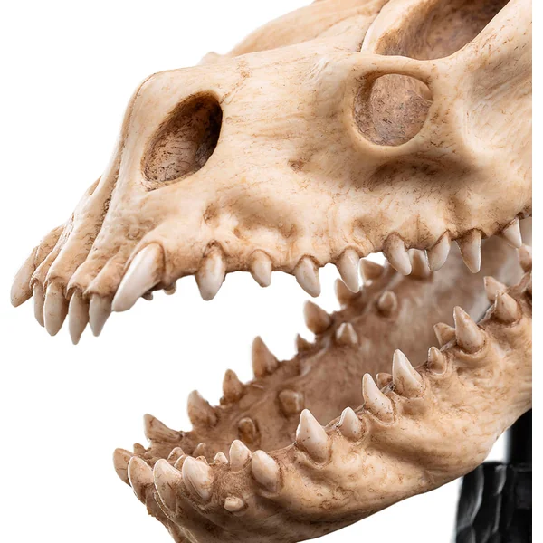 Weta Workshop Le Seigneur des Anneaux - Crâne d'une Bête Ailée Miniature